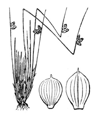Isolepis setacea (L.) R.Br.