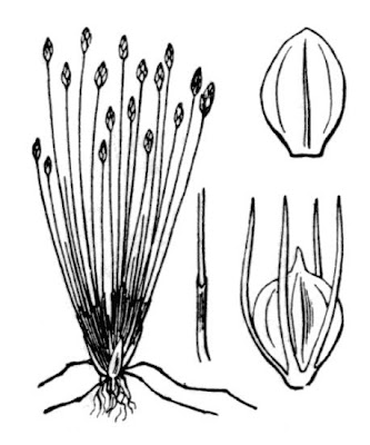 Eleocharis parvula (R. et S.) Link