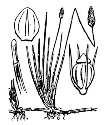Eleocharis uniglumis (Link) Schultes