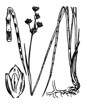 Juncus alpinoarticulatus subsp. alpinoarticulatus
