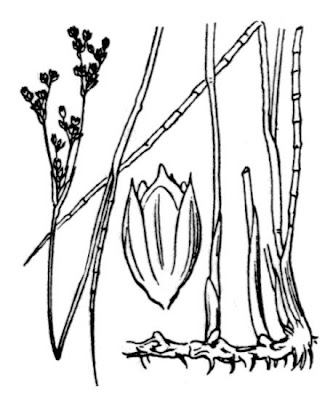 Juncus anceps,
Danish Sand Rush,
Giunco flaccido