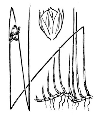 Giunco filiforme