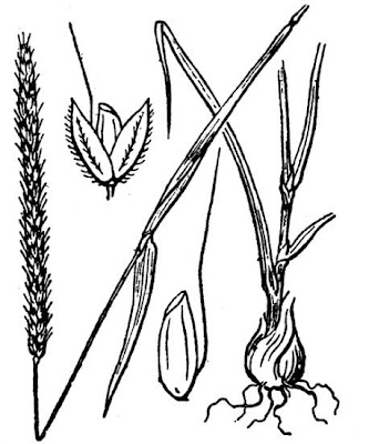 Bulbous Foxtail Bulbous Foxtail