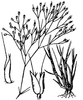 Haar-Haferschmiele