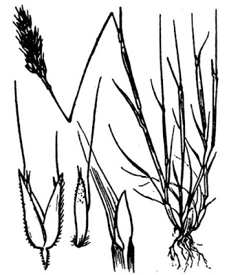Early hair grass