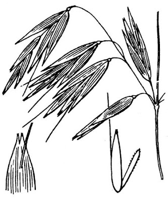 Aveia-strigosa Aveia-strigosa