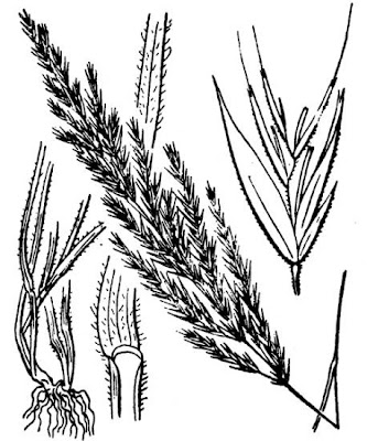 Avellinia Avellinia