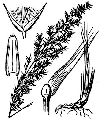 Calamagrostis canescens subsp. canescens