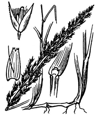 Narrowspike reedgrass