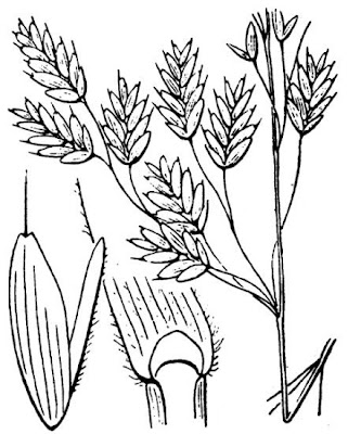 Bromegrass Bromegrass