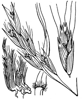 Danthonia alpina,
,
Danthonia maggiore