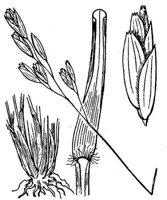 Danthonia decumbens,
common heathgrass,
Danthonia minore,
heath grass,
heather grass,
mountain heath grass