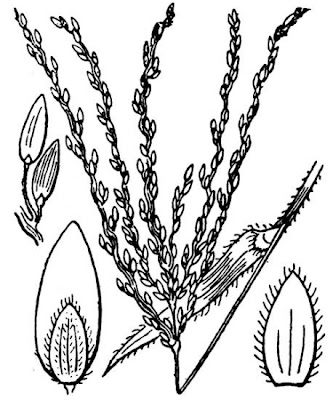 Hairy crab grass