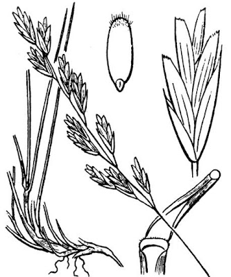 Festuca appenninica Festuca appenninica