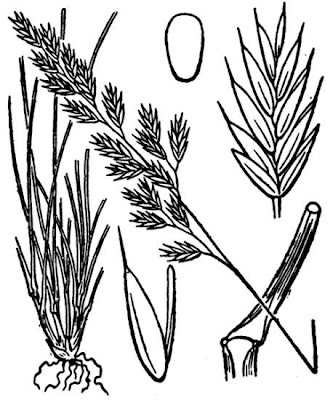 Festuca del Vallese