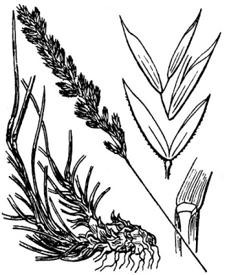 Koeleria cenisia,
Pal&eacute;o del Moncenisio,
Pal&Uacute;o del Moncenisio