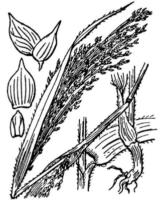 Echte Hirse Echte Hirse