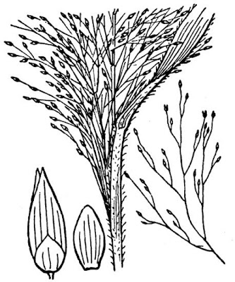 Common panic grass Common panic grass