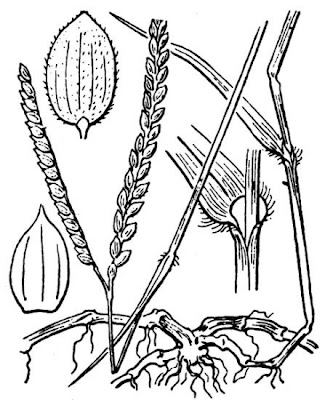Water Finger Grass