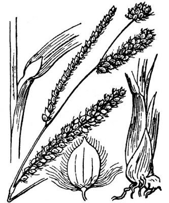 Palpalum dilate