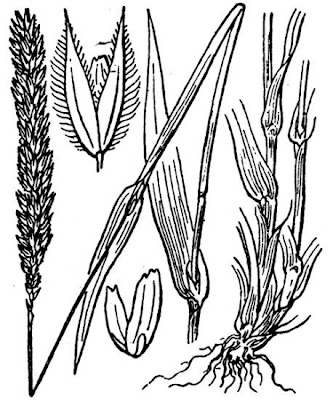 Codolina irsuta Codolina irsuta