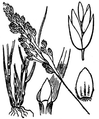 Fienarola ciodola