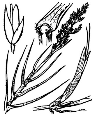 Jatopa