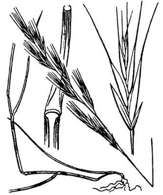 Brome fescue Brome fescue