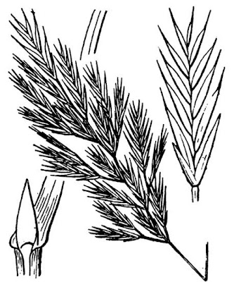 Vulpiella tenuis