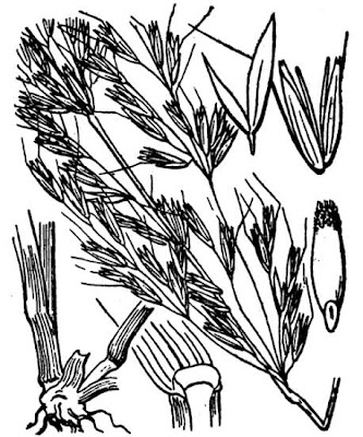 Tall oatgrass