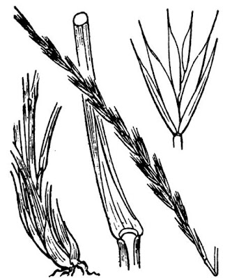 x Elytrordeum rouxii