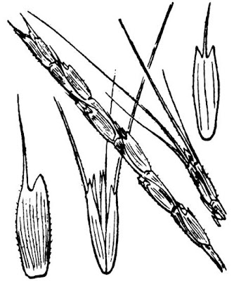 Cerere cilindrica Cerere cilindrica