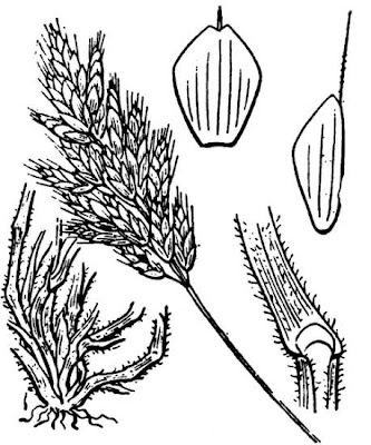 Forasacco mediterraneo