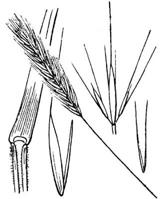 Hordeum secalinum,
,
false-rye barley,
meadow barley,
Orzo perenne,
Segale selvatica