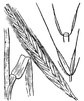 Grano germano