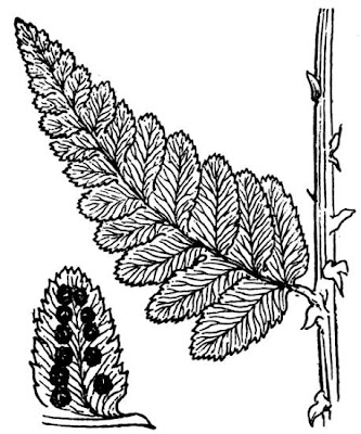 Dryopteris cristata (L.) A.Gray