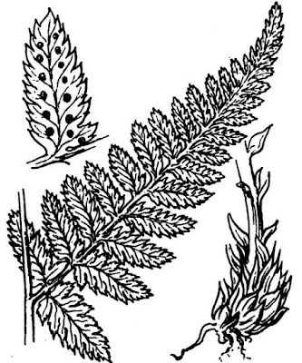 Dryopteris carthusiana (Vill.) H.P.Fuchs