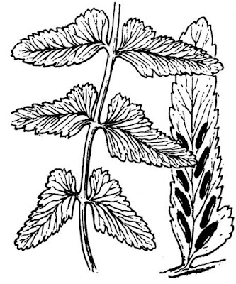 Asplenium marinum L.