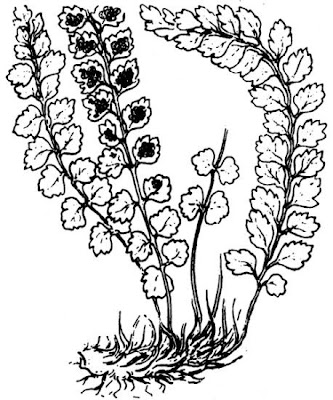 Asplenium viride Hudson