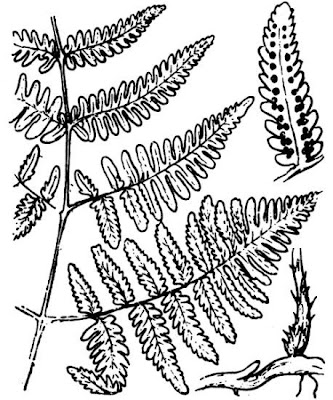 Gymnocarpe de Robert