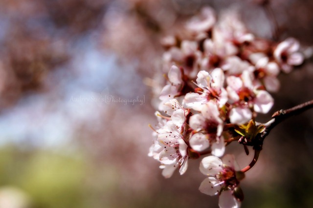 [tulipfestival15[8].jpg]