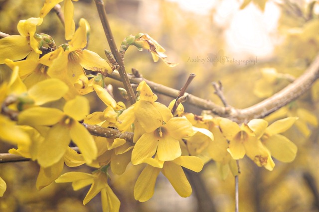 [yellowflowers1[4].jpg]