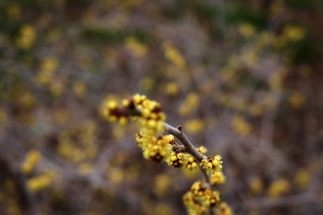 [yellowleafflowers3[6].jpg]