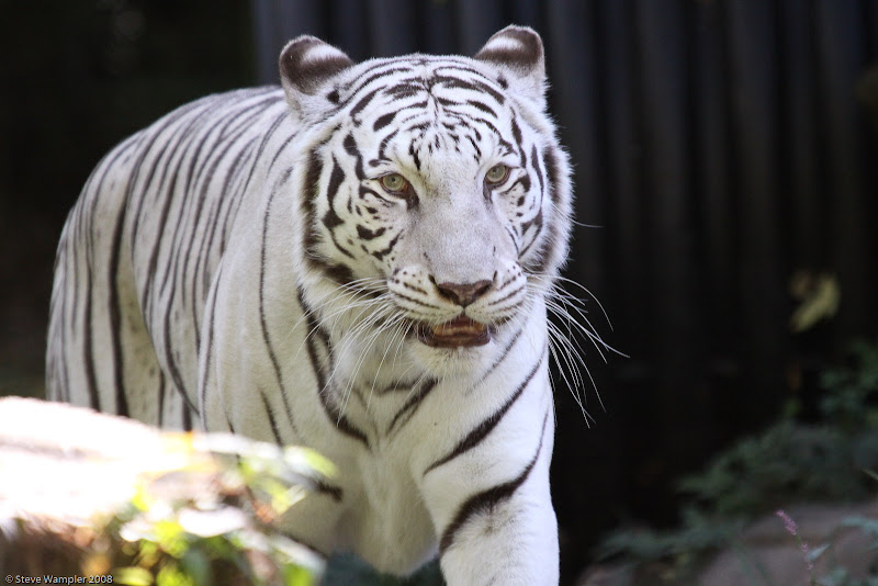 IMAGE: http://lh4.ggpht.com/_rXy0lh1DJqk/SPFmqeFBeOI/AAAAAAAAhRE/vOtH0HO46KQ/s800/IMG_0572-2.jpg