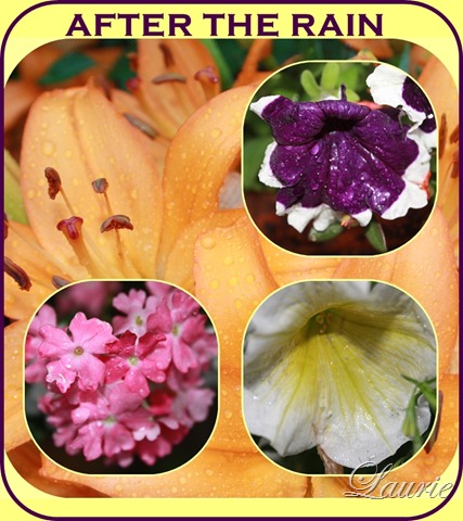 [flowers in rain[2].jpg]