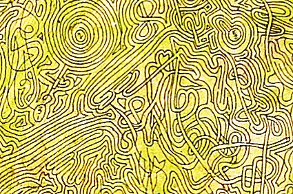 [Maze 1981 Close up 2[4].jpg]
