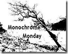 Monochrome Monday