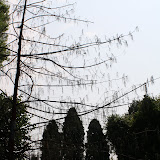 IMG_3307.JPG