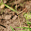 Common Spreadwing