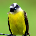 Social Flycatcher